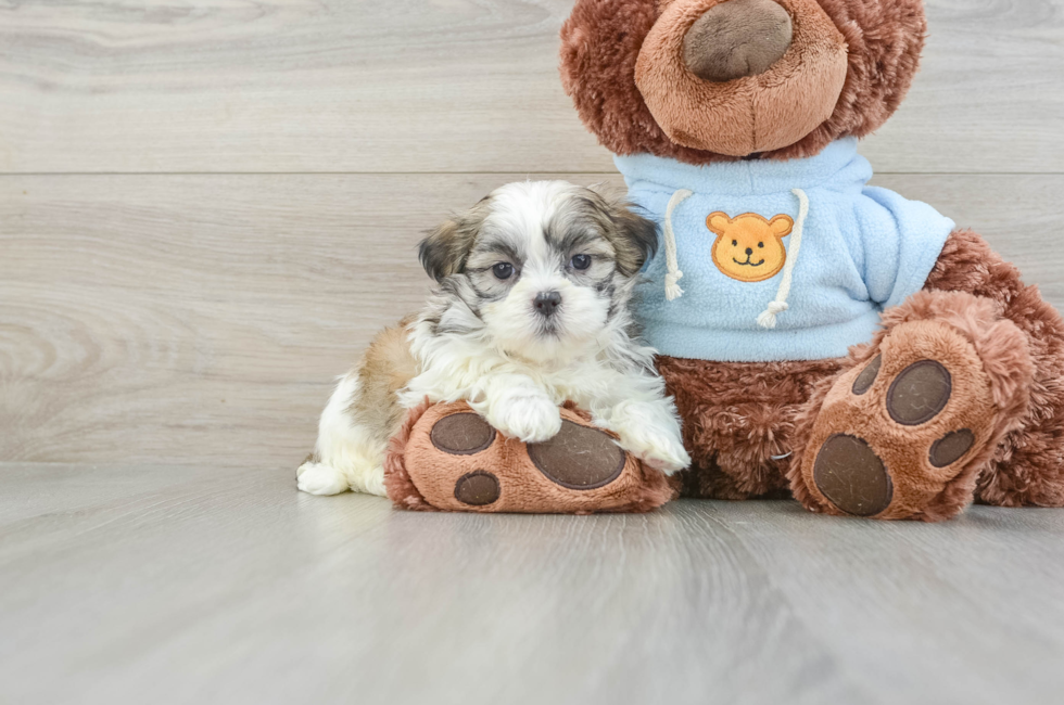 8 week old Teddy Bear Puppy For Sale - Lone Star Pups