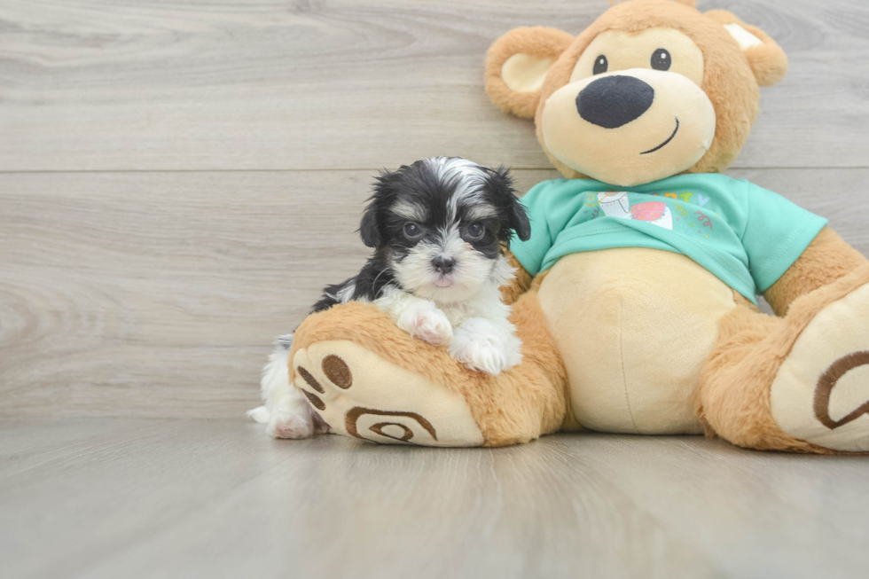 Cute Teddy Bear Baby