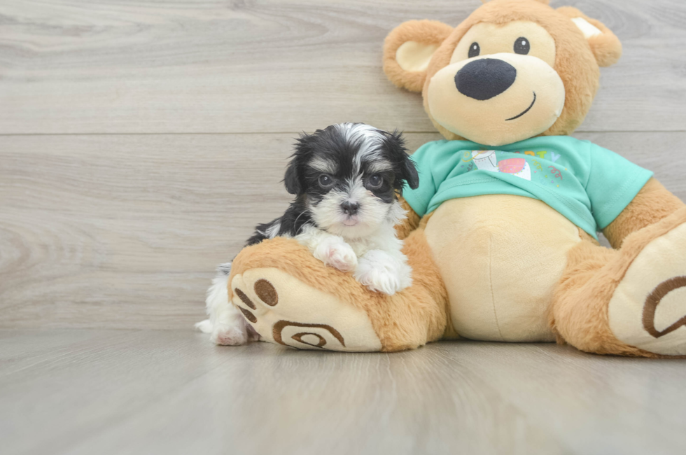 5 week old Teddy Bear Puppy For Sale - Lone Star Pups