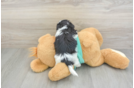 Petite Teddy Bear Designer Pup