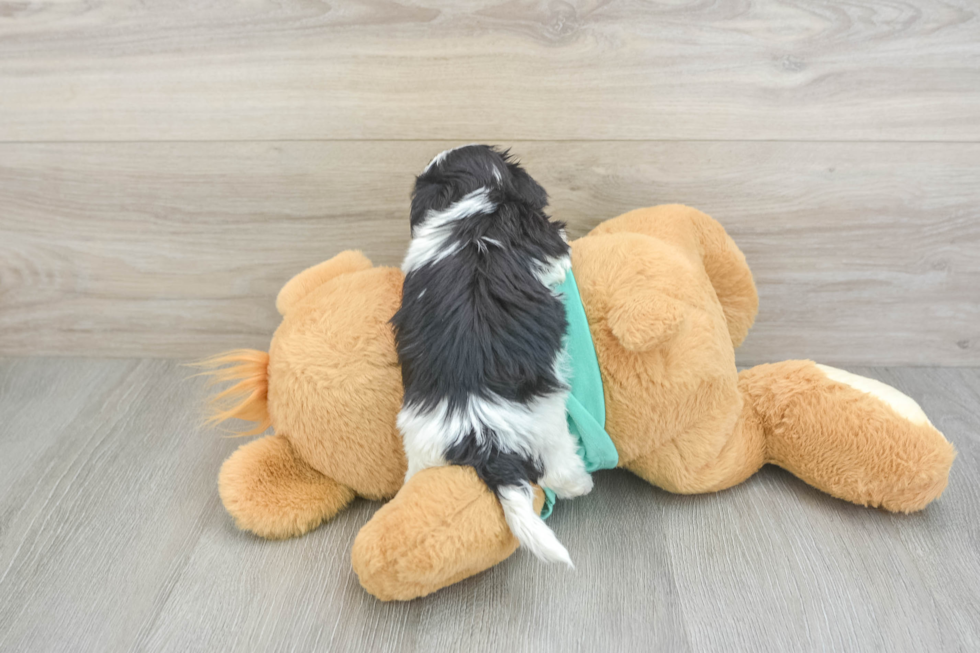 Petite Teddy Bear Designer Pup