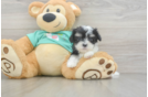 Smart Teddy Bear Designer Pup