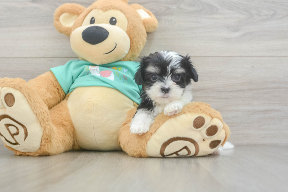 Smart Teddy Bear Designer Pup