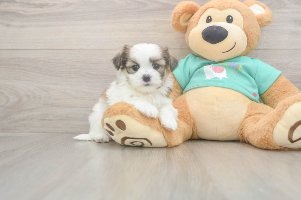 Energetic Shitzu Designer Puppy