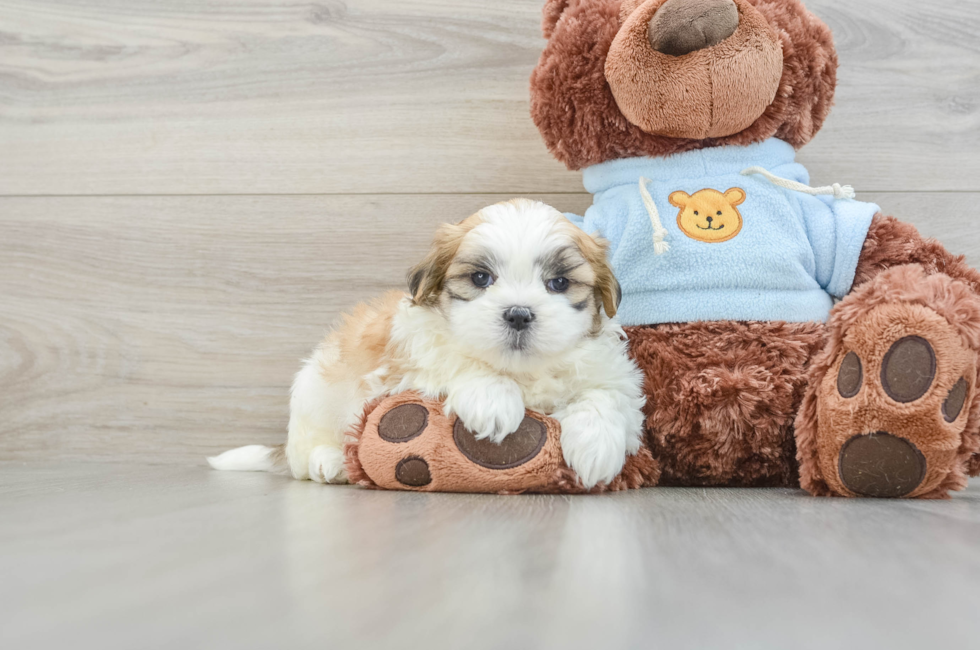 8 week old Teddy Bear Puppy For Sale - Lone Star Pups