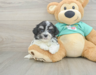 7 week old Teddy Bear Puppy For Sale - Lone Star Pups