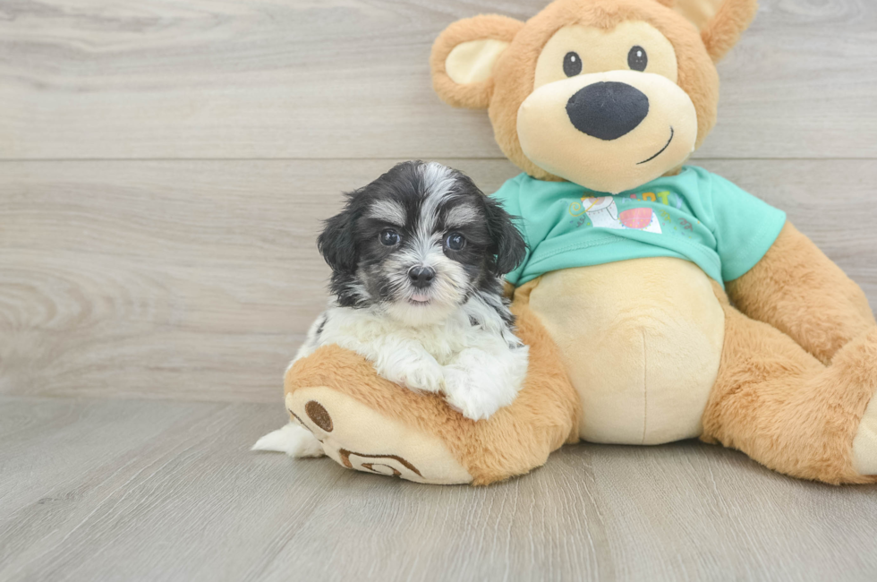 5 week old Teddy Bear Puppy For Sale - Lone Star Pups