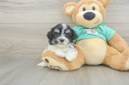 Sweet Teddy Bear Baby