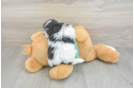 Smart Teddy Bear Designer Pup