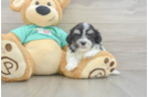 Best Teddy Bear Baby