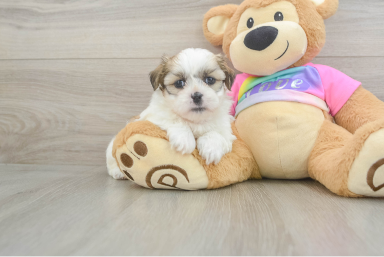 Teddy Bear Pup Being Cute