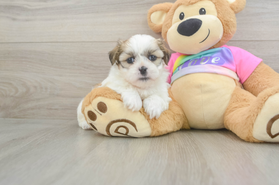 9 week old Teddy Bear Puppy For Sale - Lone Star Pups