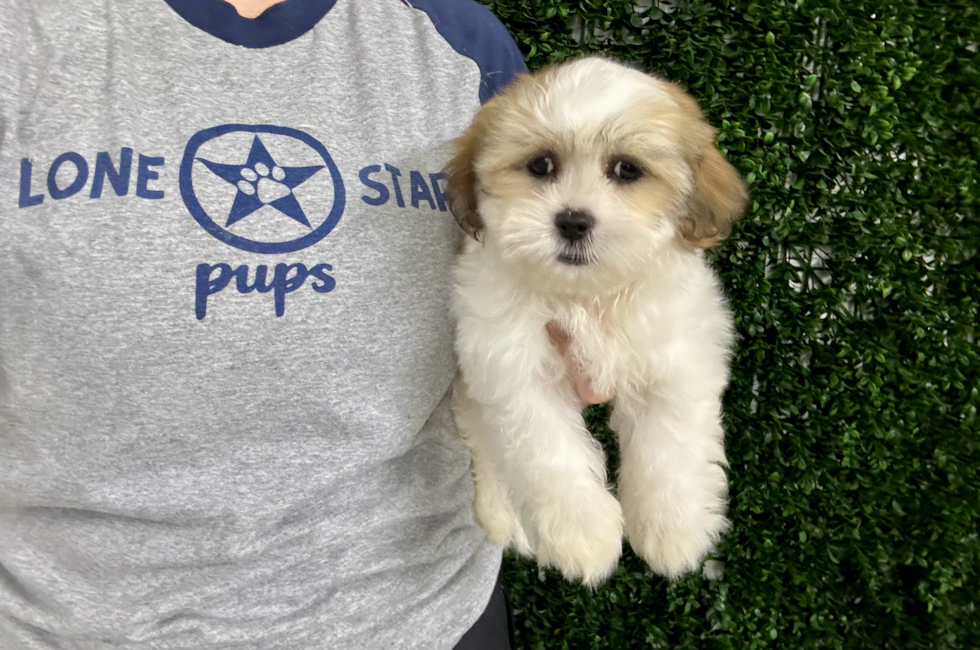 10 week old Teddy Bear Puppy For Sale - Lone Star Pups
