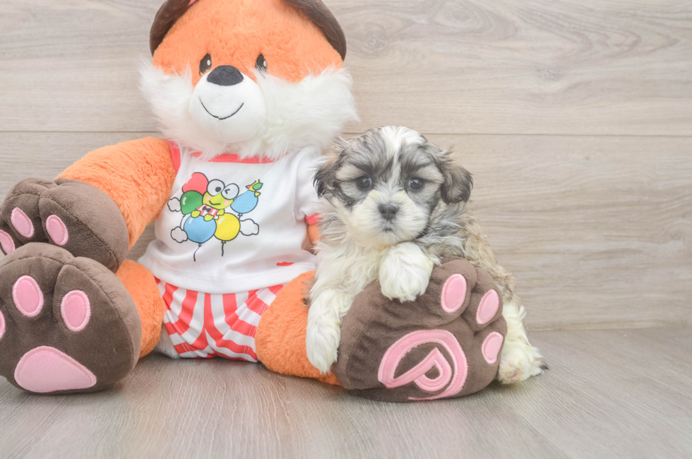5 week old Teddy Bear Puppy For Sale - Lone Star Pups