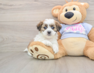 6 week old Teddy Bear Puppy For Sale - Lone Star Pups