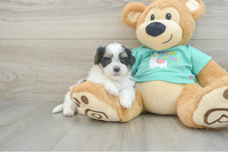 Petite Teddy Bear Designer Pup