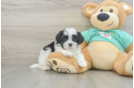 Playful Shit Designer Puppy