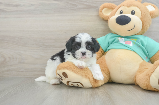 Playful Shit Designer Puppy