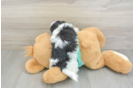 Teddy Bear Pup Being Cute