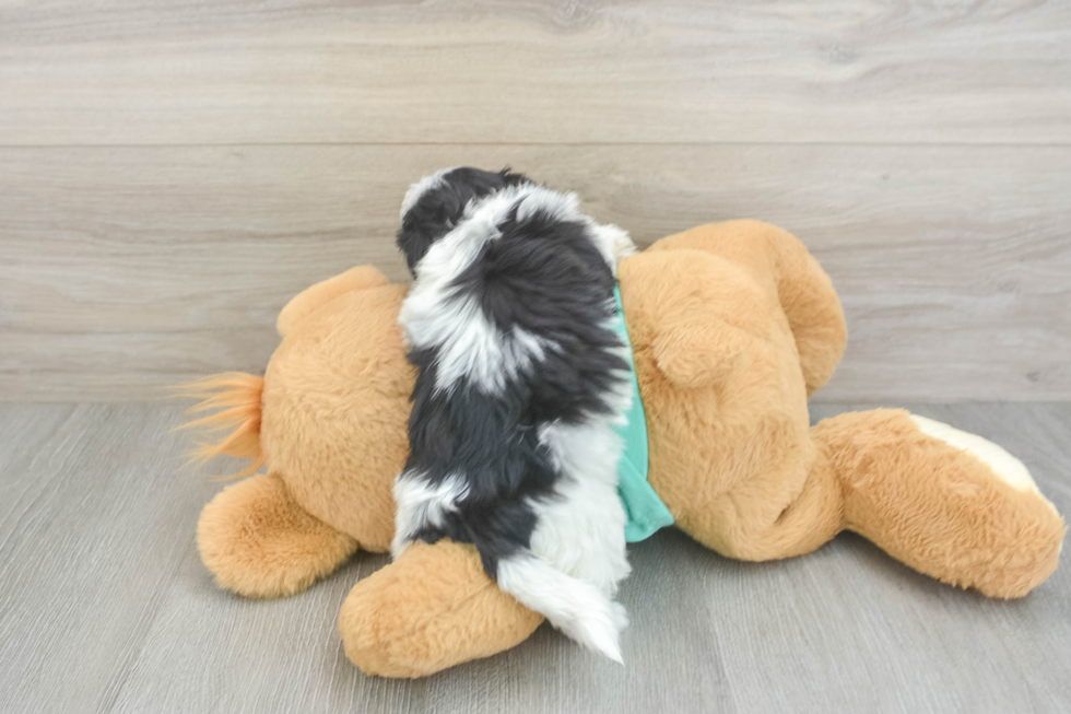 Teddy Bear Pup Being Cute