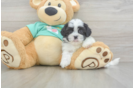 Small Teddy Bear Baby