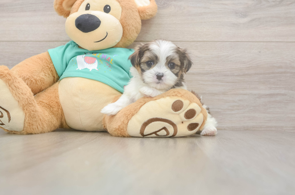 5 week old Teddy Bear Puppy For Sale - Lone Star Pups