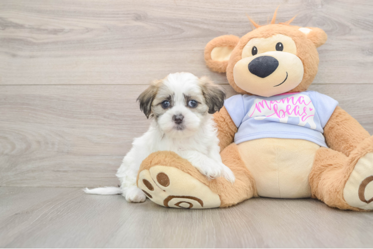 Funny Teddy Bear Designer Pup