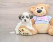 8 week old Teddy Bear Puppy For Sale - Lone Star Pups