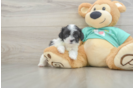 Teddy Bear Pup Being Cute