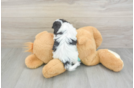 Teddy Bear Pup Being Cute