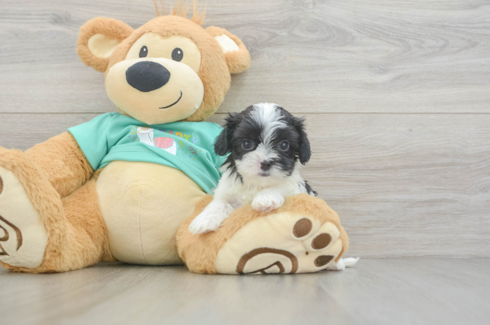 5 week old Teddy Bear Puppy For Sale - Lone Star Pups