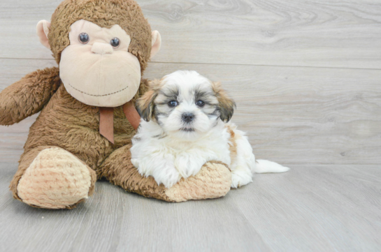 Happy Teddy Bear Baby