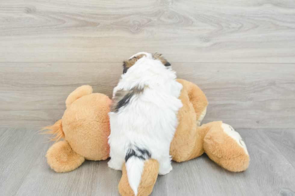 Teddy Bear Pup Being Cute