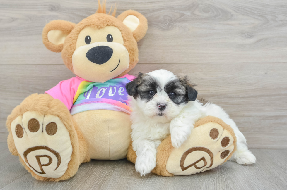 6 week old Teddy Bear Puppy For Sale - Lone Star Pups