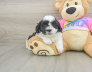 6 week old Teddy Bear Puppy For Sale - Lone Star Pups