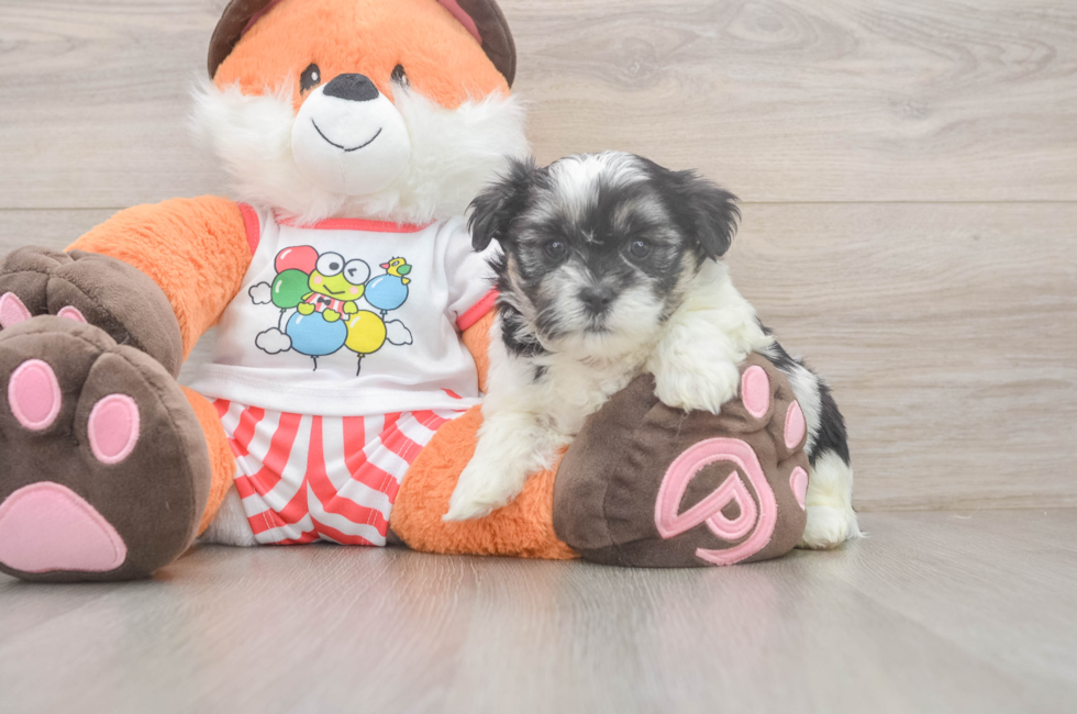 5 week old Teddy Bear Puppy For Sale - Lone Star Pups
