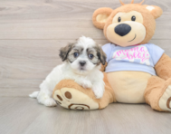 7 week old Teddy Bear Puppy For Sale - Lone Star Pups
