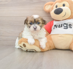 7 week old Teddy Bear Puppy For Sale - Lone Star Pups