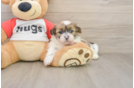 Teddy Bear Pup Being Cute