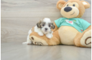 Best Teddy Bear Baby