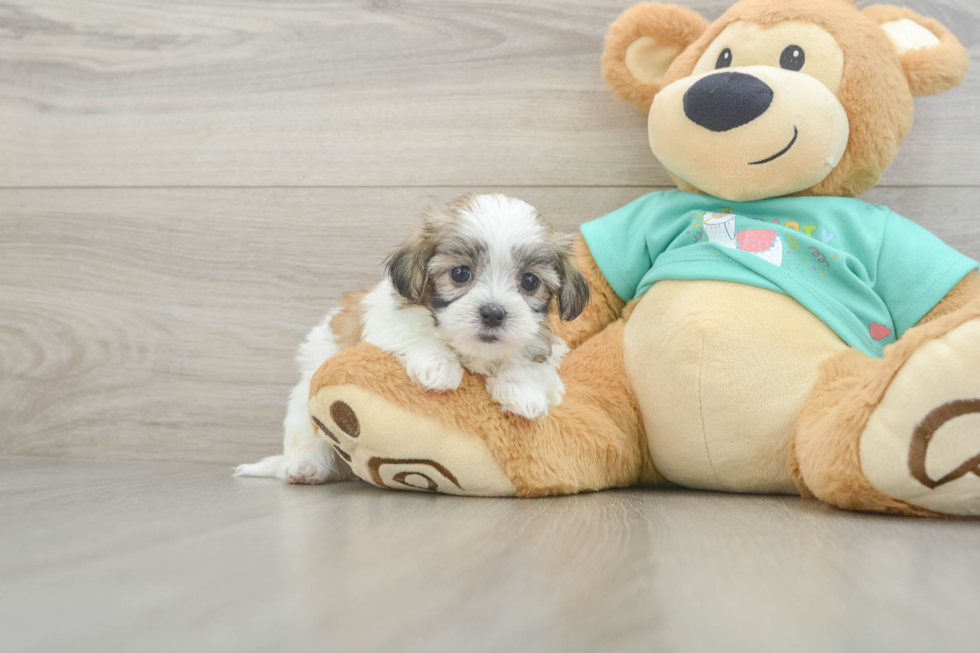 Best Teddy Bear Baby