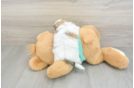 Sweet Teddy Bear Baby