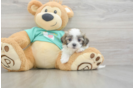 Petite Teddy Bear Designer Pup