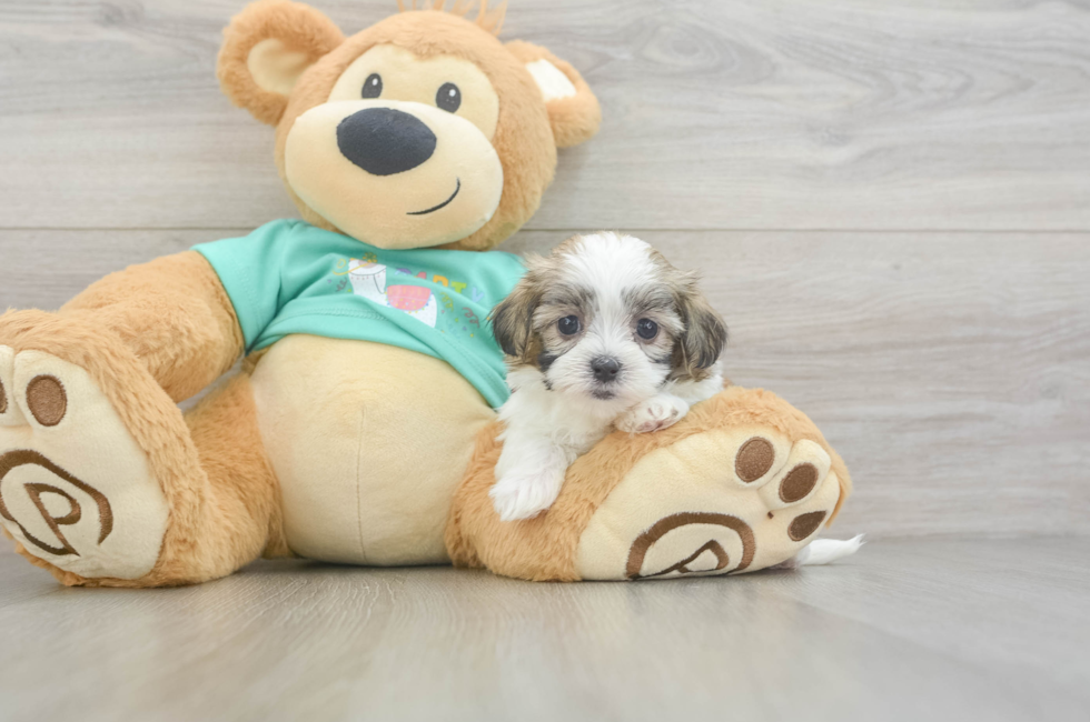 5 week old Teddy Bear Puppy For Sale - Lone Star Pups