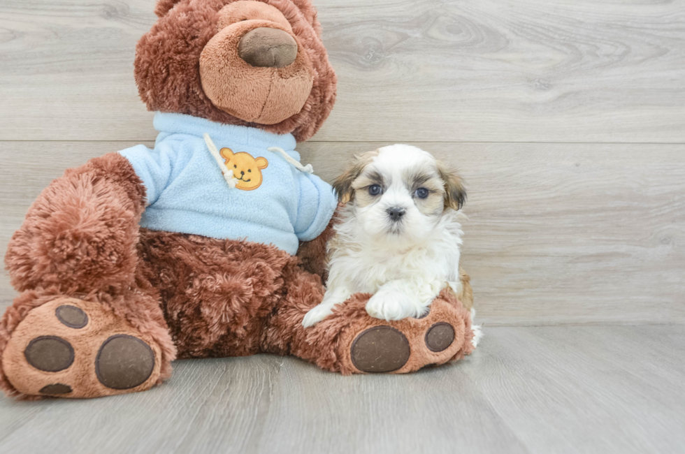 8 week old Teddy Bear Puppy For Sale - Lone Star Pups