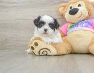 6 week old Teddy Bear Puppy For Sale - Lone Star Pups