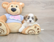 7 week old Teddy Bear Puppy For Sale - Lone Star Pups