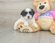 6 week old Teddy Bear Puppy For Sale - Lone Star Pups