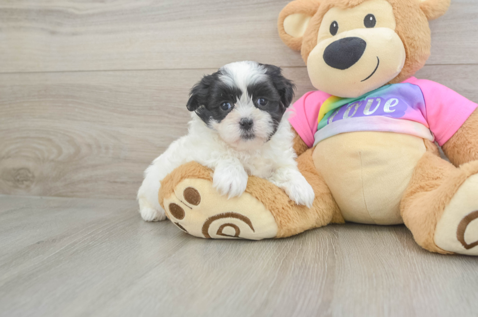 7 week old Teddy Bear Puppy For Sale - Lone Star Pups