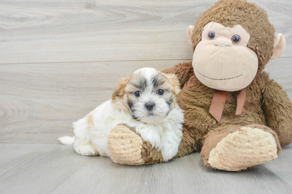 6 week old Teddy Bear Puppy For Sale - Lone Star Pups